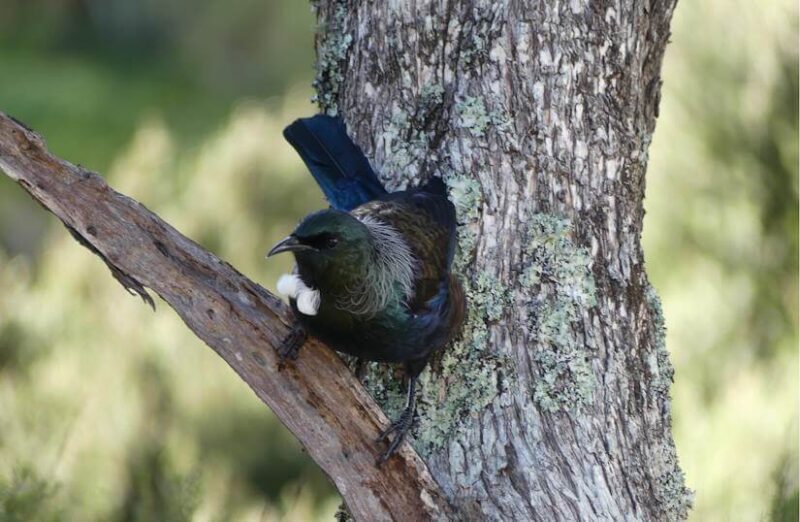 ニュージーランドの野鳥トゥイ